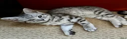 British Shorthair cats for sale: Beautiful BSH Silver Spotted boy available  - Advert 12