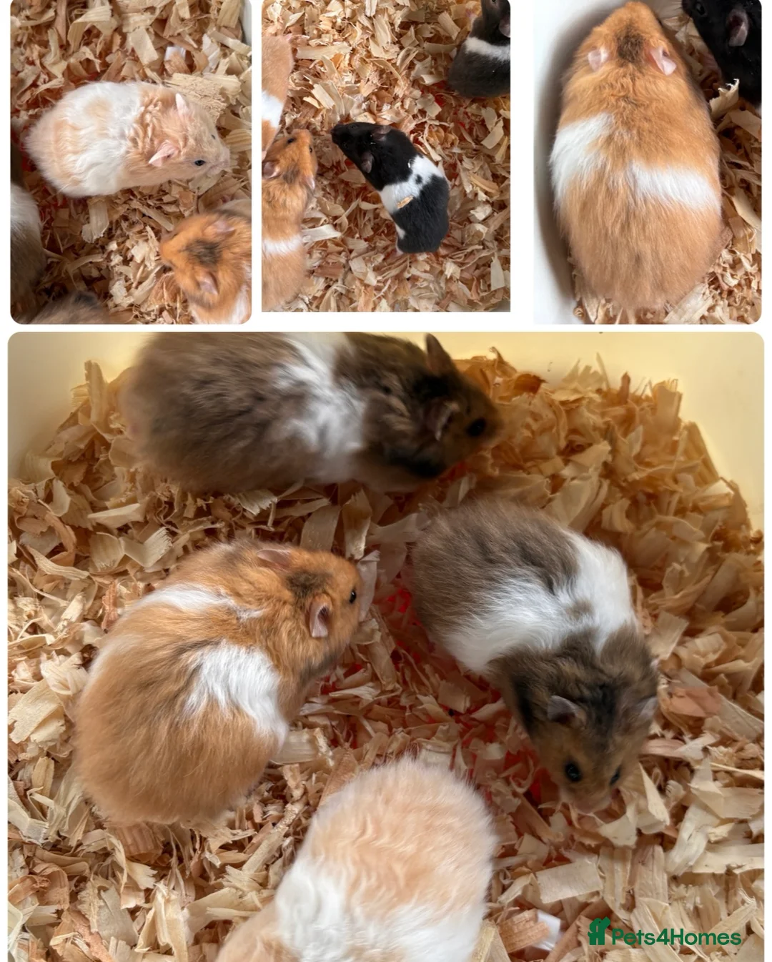 Hamster rodents for sale: Super friendly boy Syrian hamsters  - Advert 1