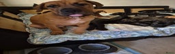 Mixed Breed dogs for sale: Bullmastiff x puppies 🐶  - Advert 31