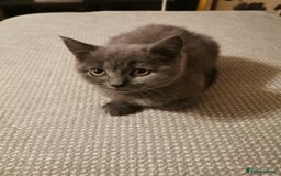 British Shorthair cats for sale: Four beautiful British shorthair kittens  - Advert 8