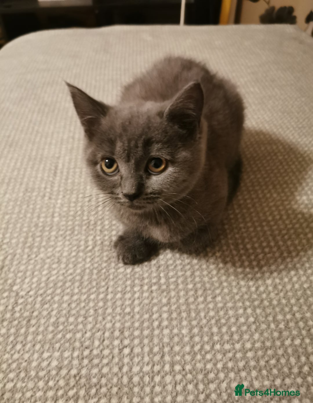 British Shorthair cats for sale: Four beautiful British shorthair kittens  - Advert 8