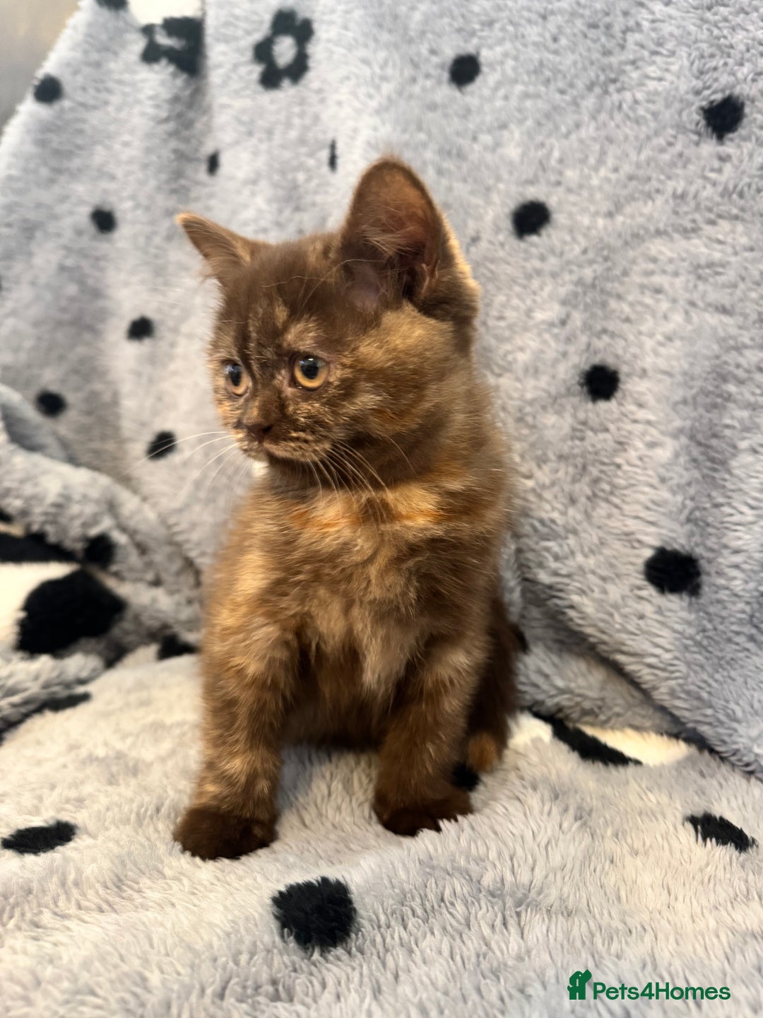 British Shorthair cats for sale: Gccf British Shorthair Kitten last girl available - Advert 6