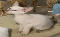 Oriental cats for sale: Oriental kitten - Image 6