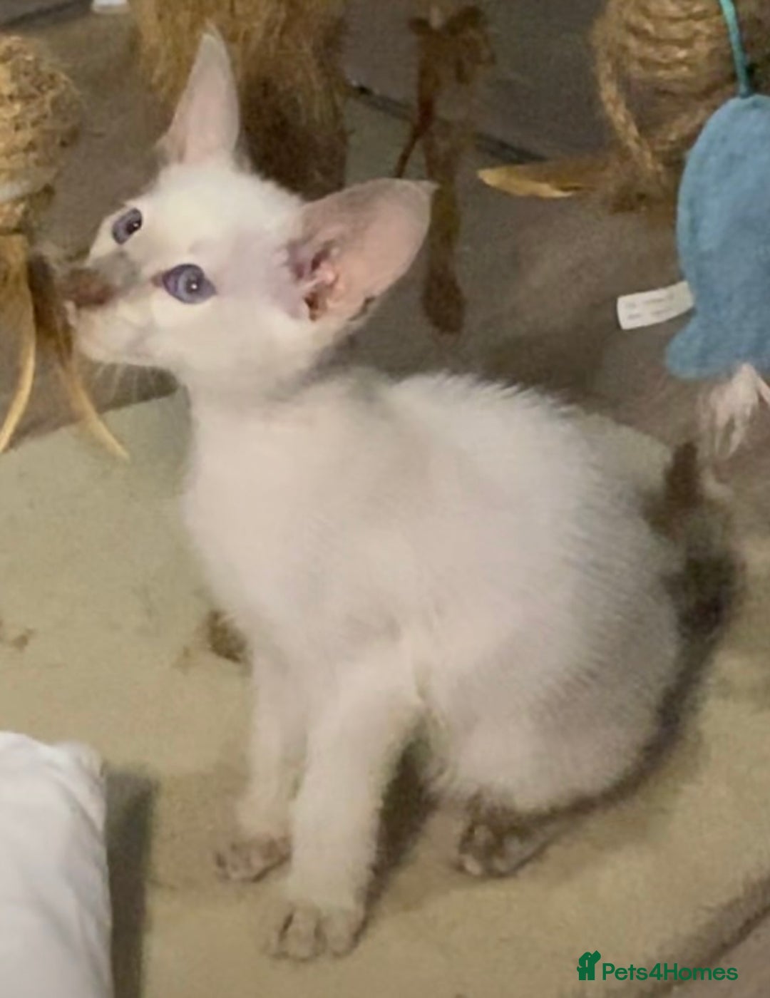 Oriental cats for sale: Oriental kitten - Image 6