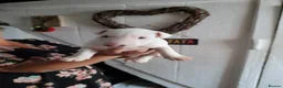 English Bull Terrier dogs for sale: Beautiful bullies boys - Advert 4