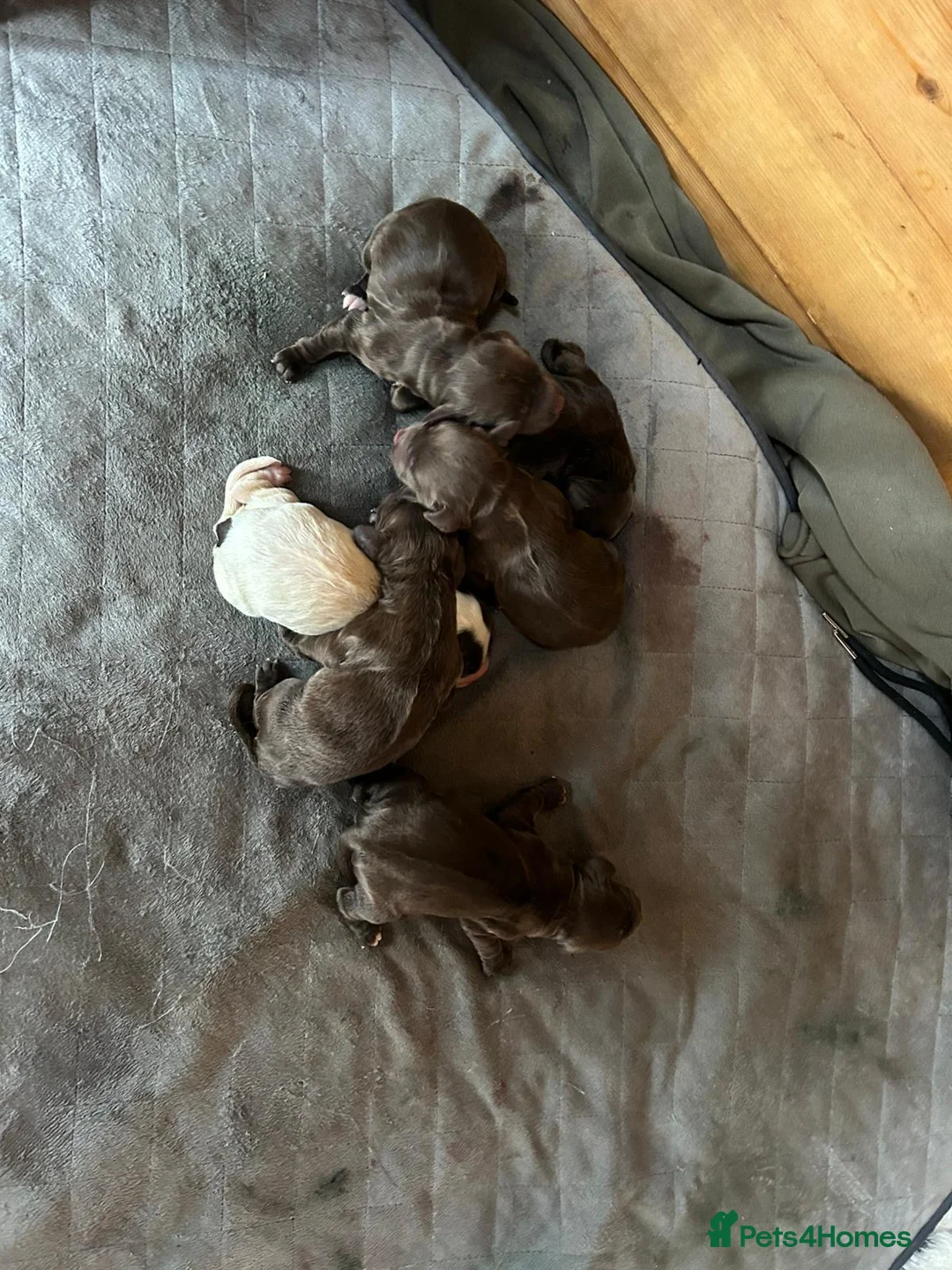 Cocker Spaniel dogs for sale: cocker spaniel puppy’s  - Advert 3