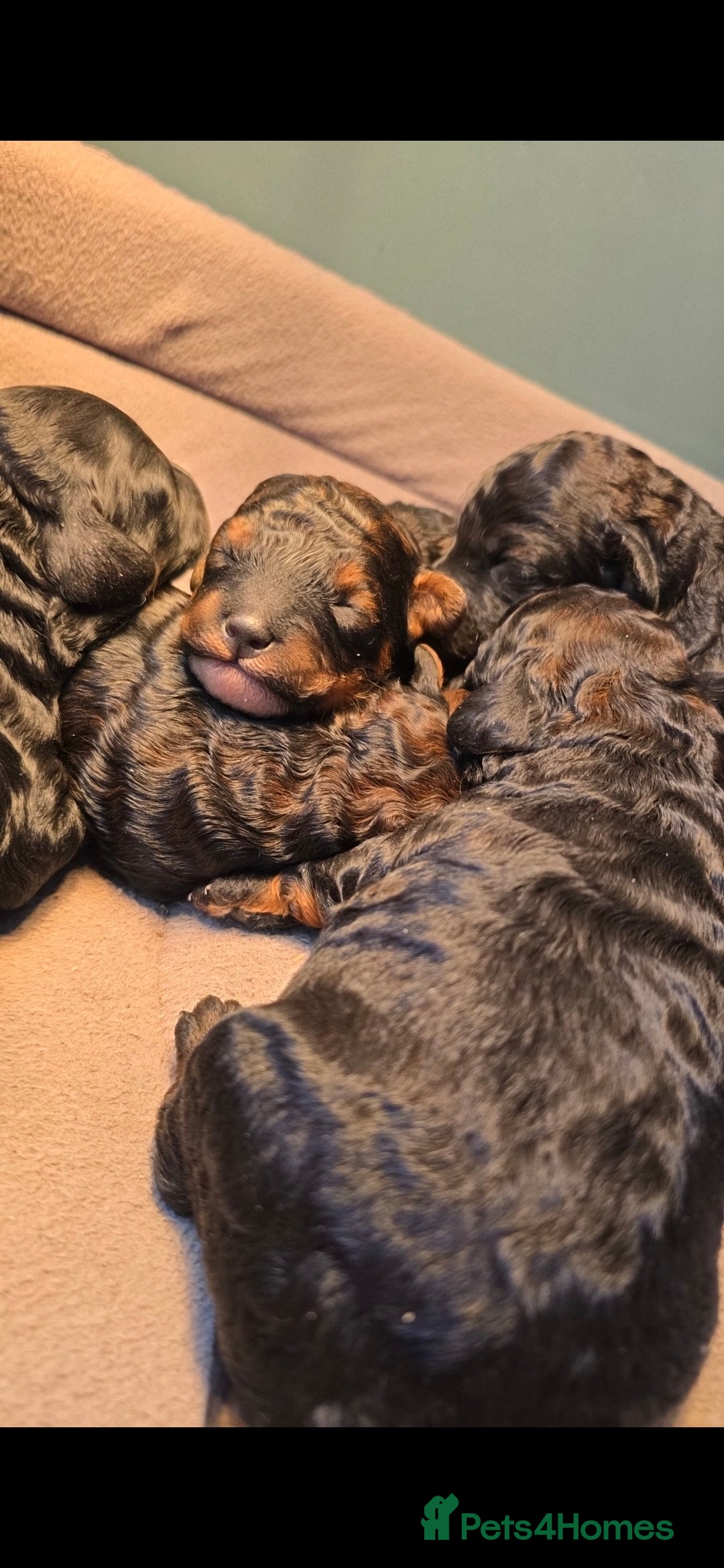 Toy Poodle dogs for sale: Toy Sized Poodles - Ready now - Advert 4