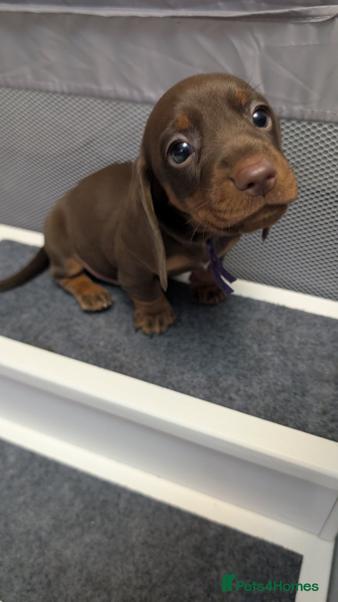 Miniature Dachshund dogs for sale: KC Reg miniature smooth hair daschund boy pups - Advert 22
