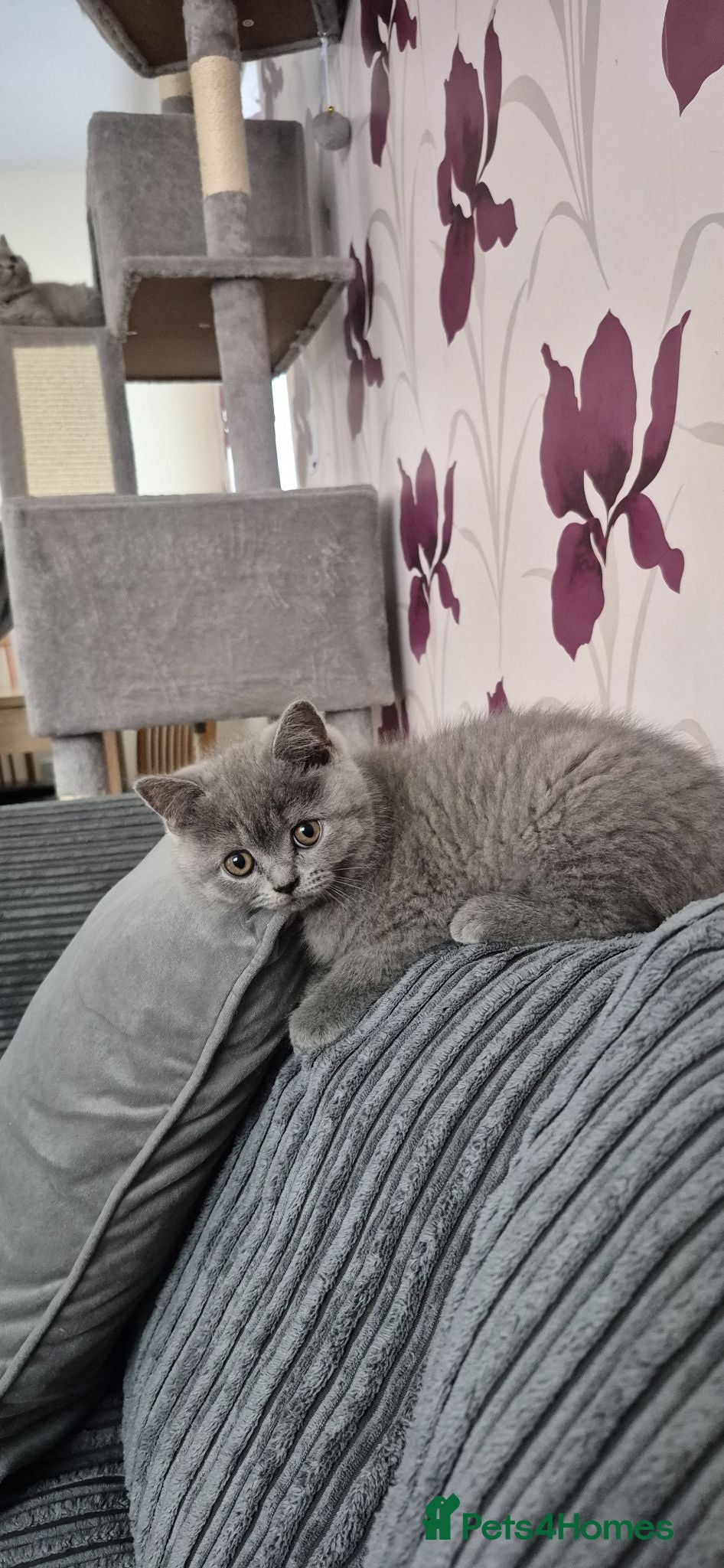 British Shorthair cats British shorthair kittens for sale  - Advert 1