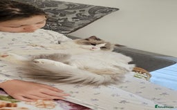 Ragdoll cats for sale: GCCF, They are ready for their new home. - Image 27