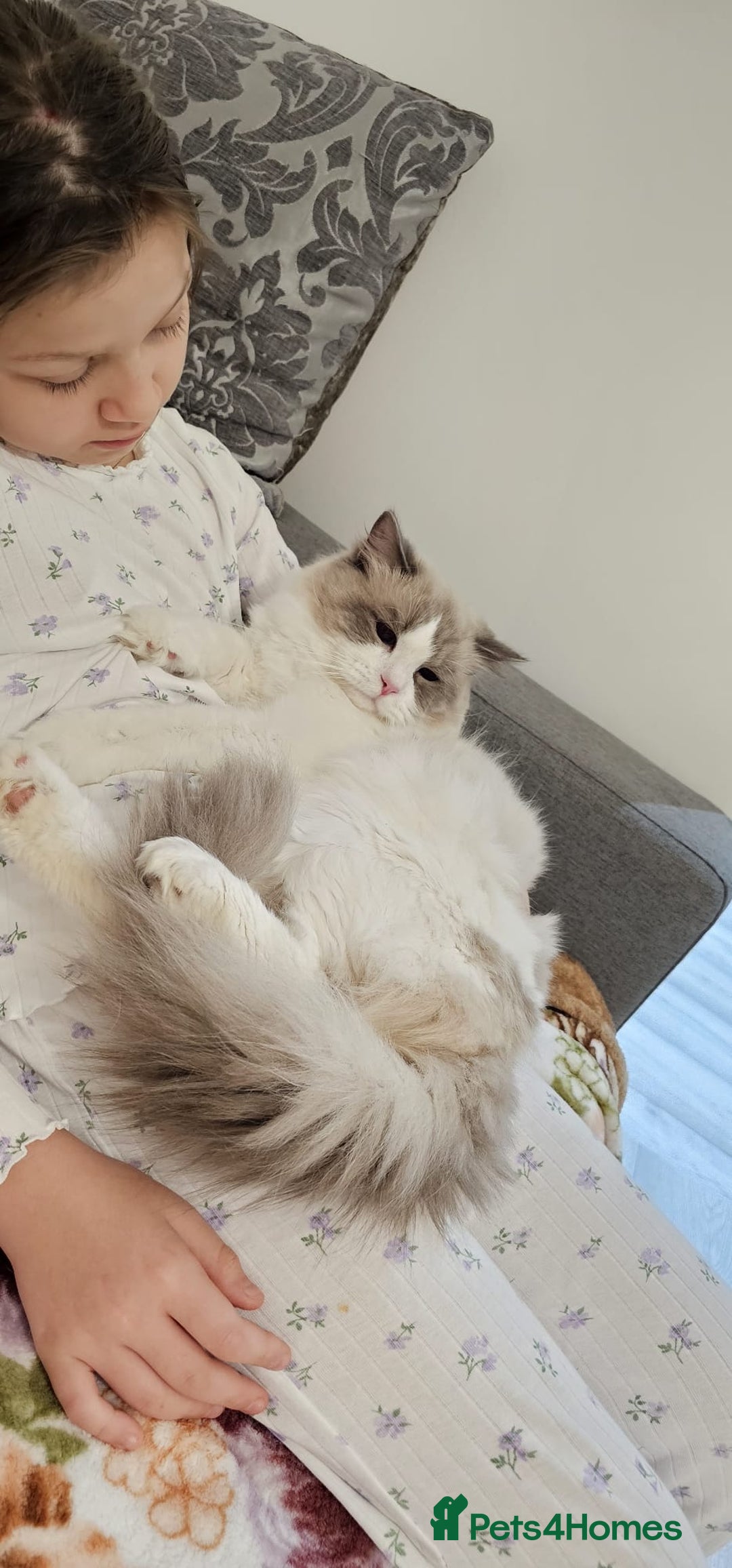 Ragdoll cats for sale: GCCF, They are ready for their new home. - Image 27