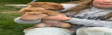 Narla 