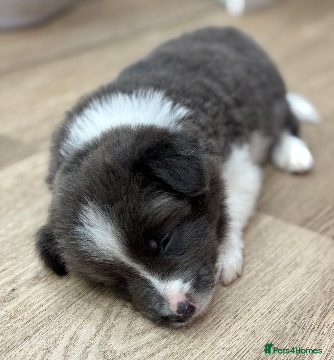Border Collie dogs for sale:  One Blue & White Boy Available - Advert 9