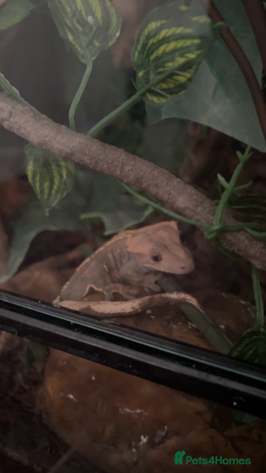 Gecko reptiles for sale: Harlequin Tricolour Crested Gecko + Large Tank - Advert 33