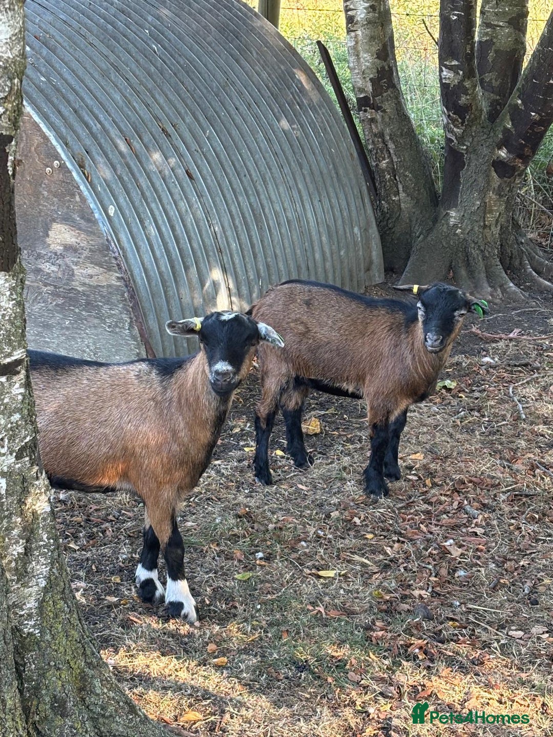 Goats livestock for sale: Pygmy goats - Advert 4