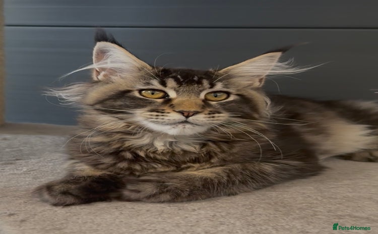 Maine Coon cats in Spalding - Advert 4