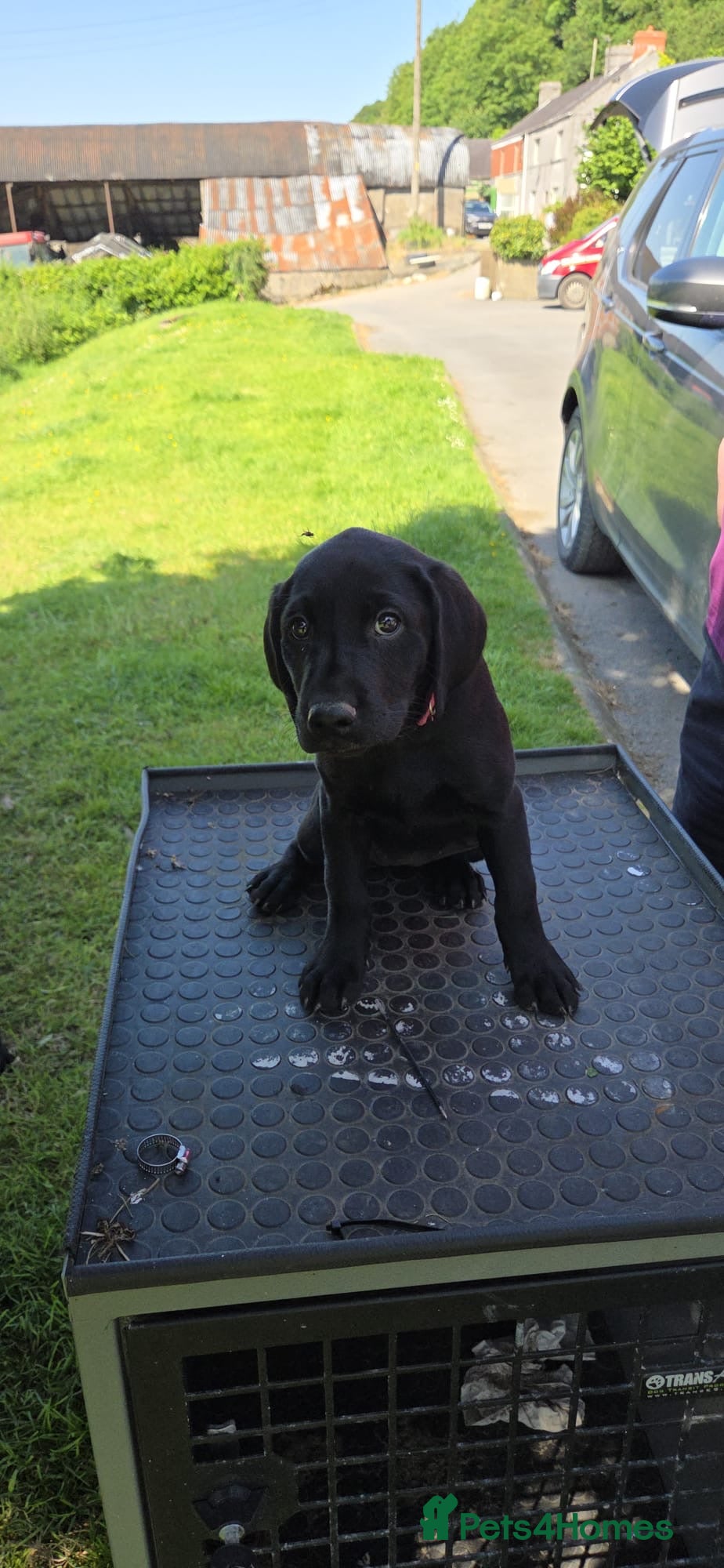 Labrador Retriever dogs Labrador x Labrador/flat coat retriever puppies - Advert 2