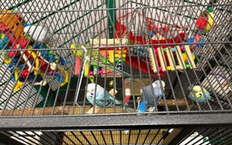 Budgerigars birds for sale: Beautiful baby budgies  - Image 6