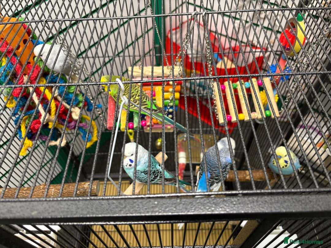 Budgerigars birds for sale: Beautiful baby budgies  - Image 6