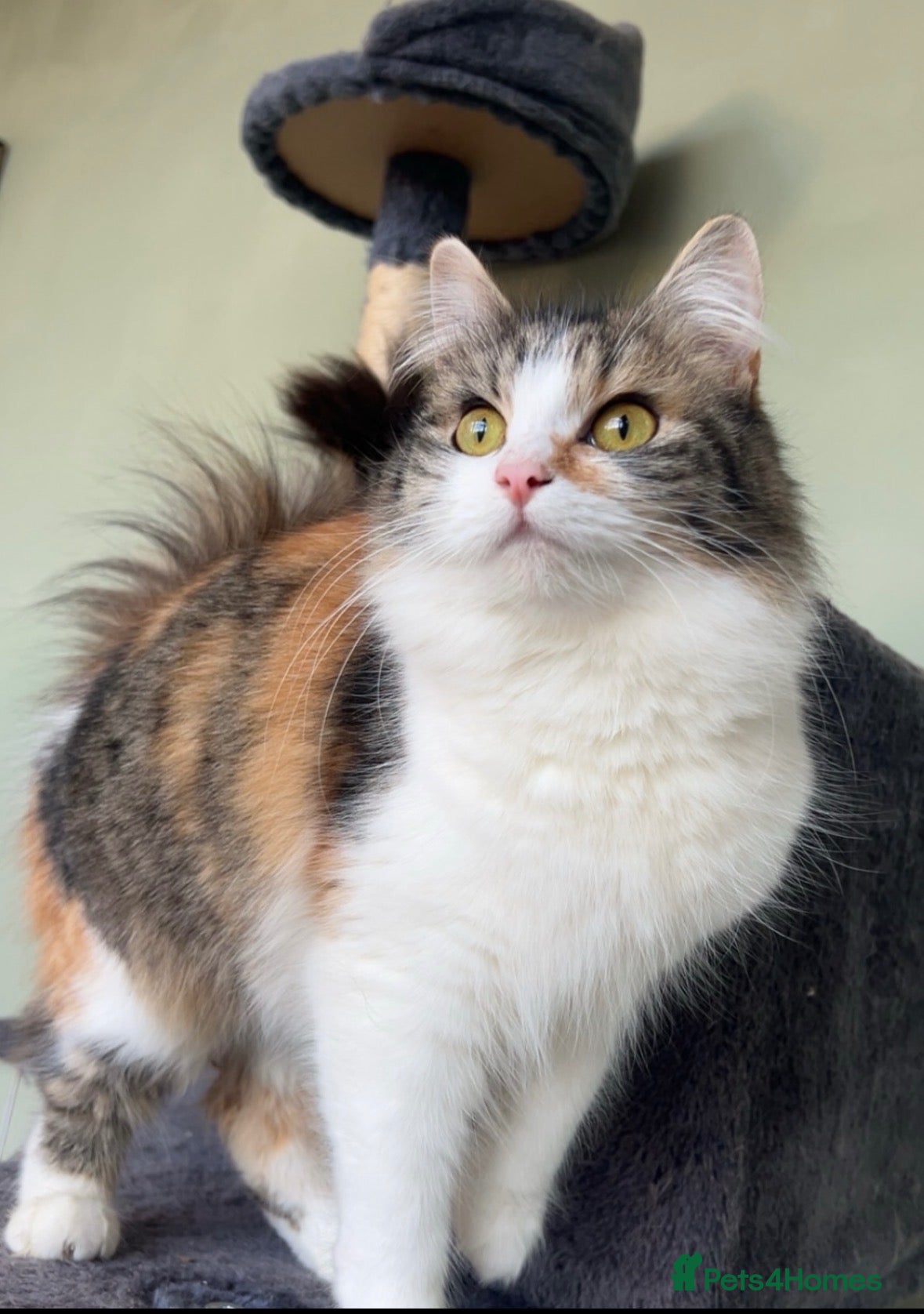 Domestic Shorthair cats Female cat medium haired girl  - Advert 3