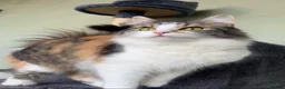Domestic Shorthair cats for sale: Female cat medium haired girl  - Advert 1