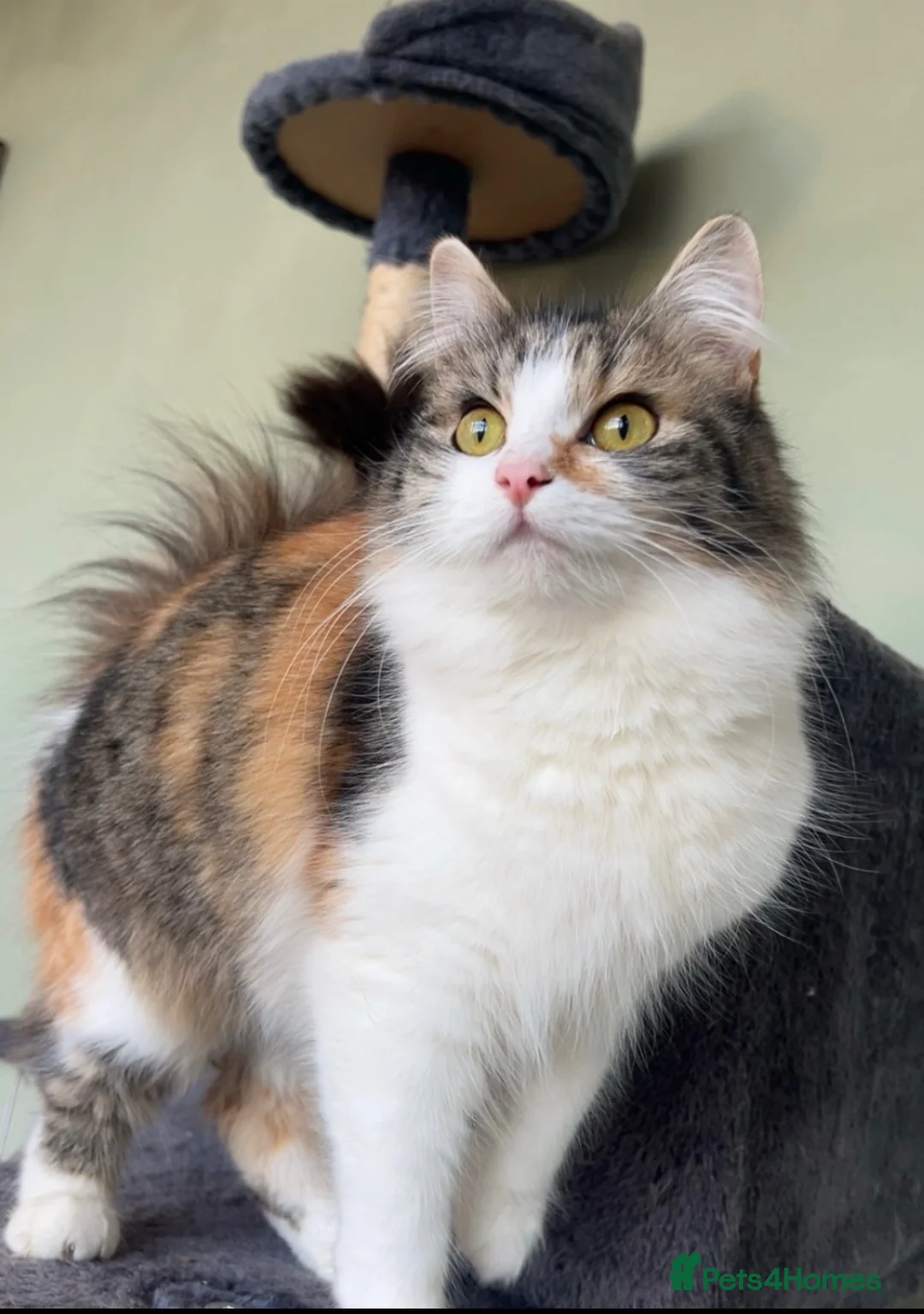 Domestic Shorthair cats for sale: Female cat medium haired girl  - Advert 1