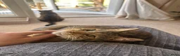 Mixed Breed cats for sale: Half Maine coon - Ashoka  in Beccles - Advert 4