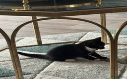 Mixed Breed cats for sale: girl and boy kitten looking for forever home - Image 5