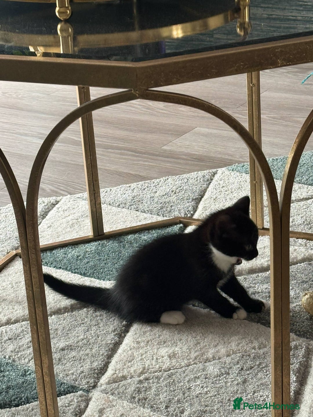Mixed Breed cats for sale: girl and boy kitten looking for forever home - Image 5
