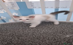 Ragdoll cats for sale: Beautiful Ragdolls 4 boys and 2 girls  - Image 11