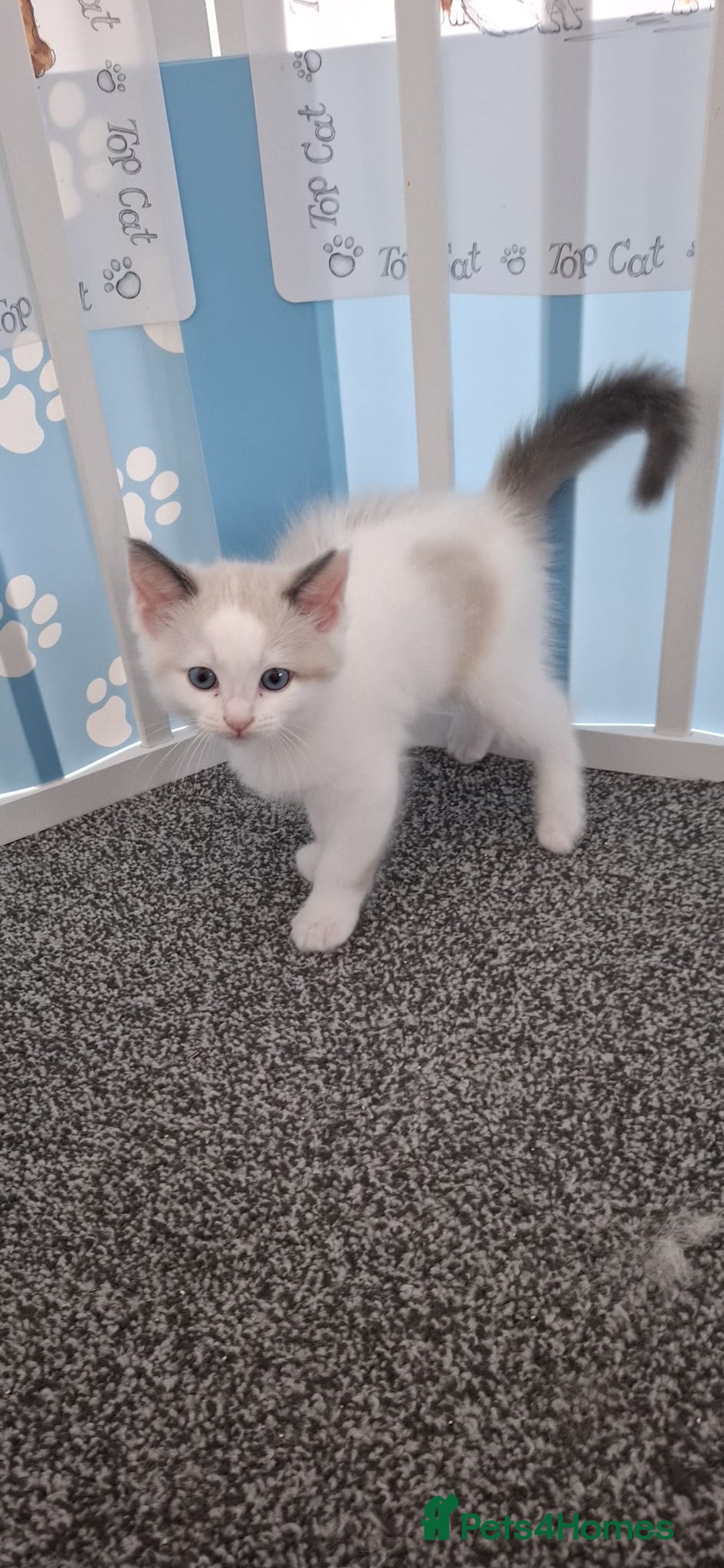 Ragdoll cats for sale: Beautiful Ragdolls 4 boys and 2 girls  - Image 11
