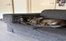 Mixed Breed dogs for sale: Clyde - Image 8