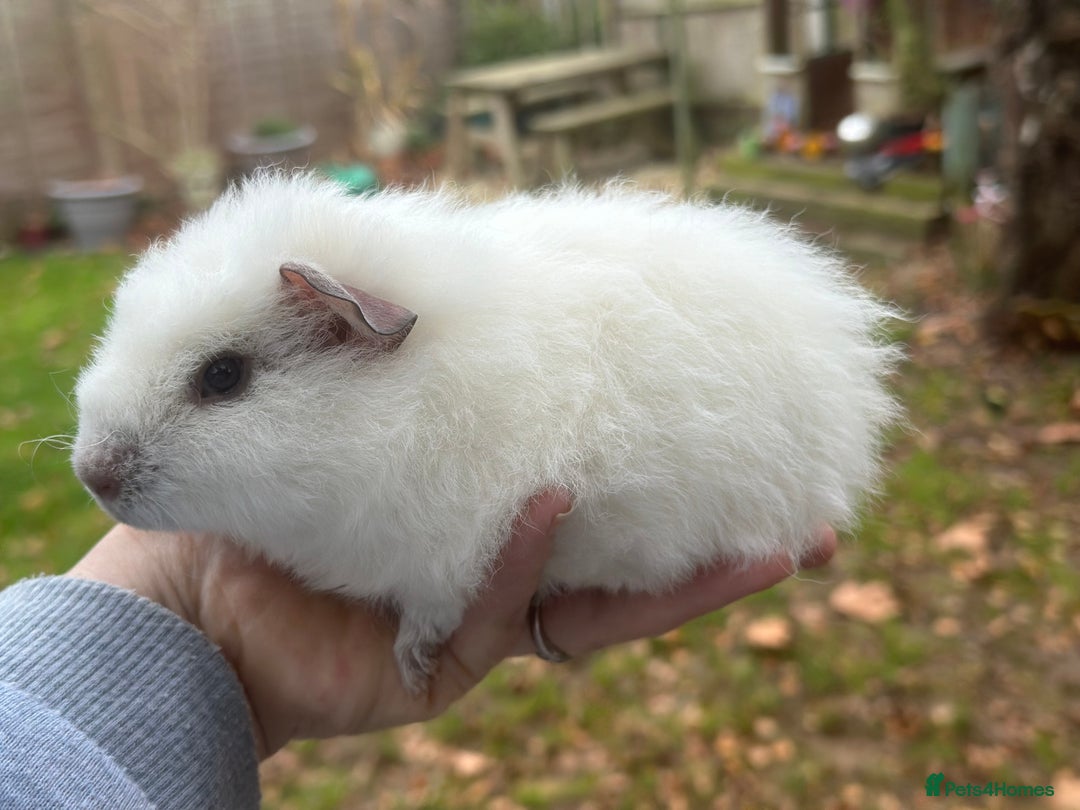 Guinea Pig rodents for sale: Male guinea pigs - Advert 2