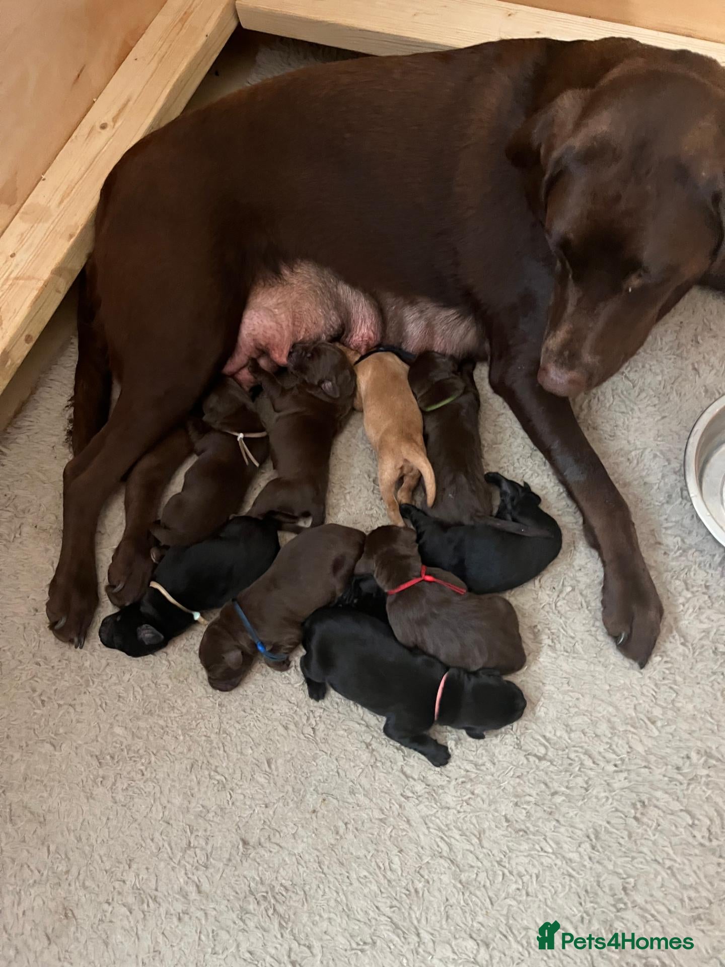 Labrador Retriever dogs for sale: Beautiful Labrador Retriever Puppies.  - Advert 1