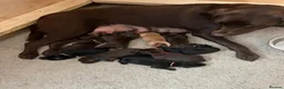 Labrador Retriever dogs for sale: Beautiful Labrador Retriever Puppies.  in March - Advert 1