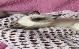 Ragdoll cats for sale: 💗Beautiful GCCF Registered Ragdoll Kittens. - Image 19