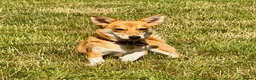 Welsh Corgi Cardigan dogs for adoption: Britney – Female Welsh Corgi - Advert 4