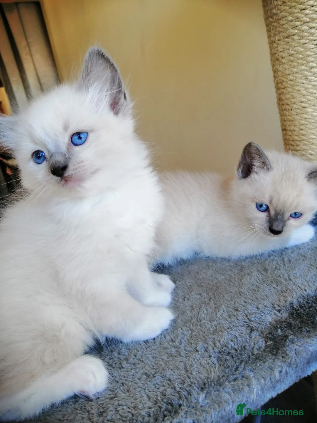 Ragdoll cats for sale: Ragdoll kittens  - Advert 1