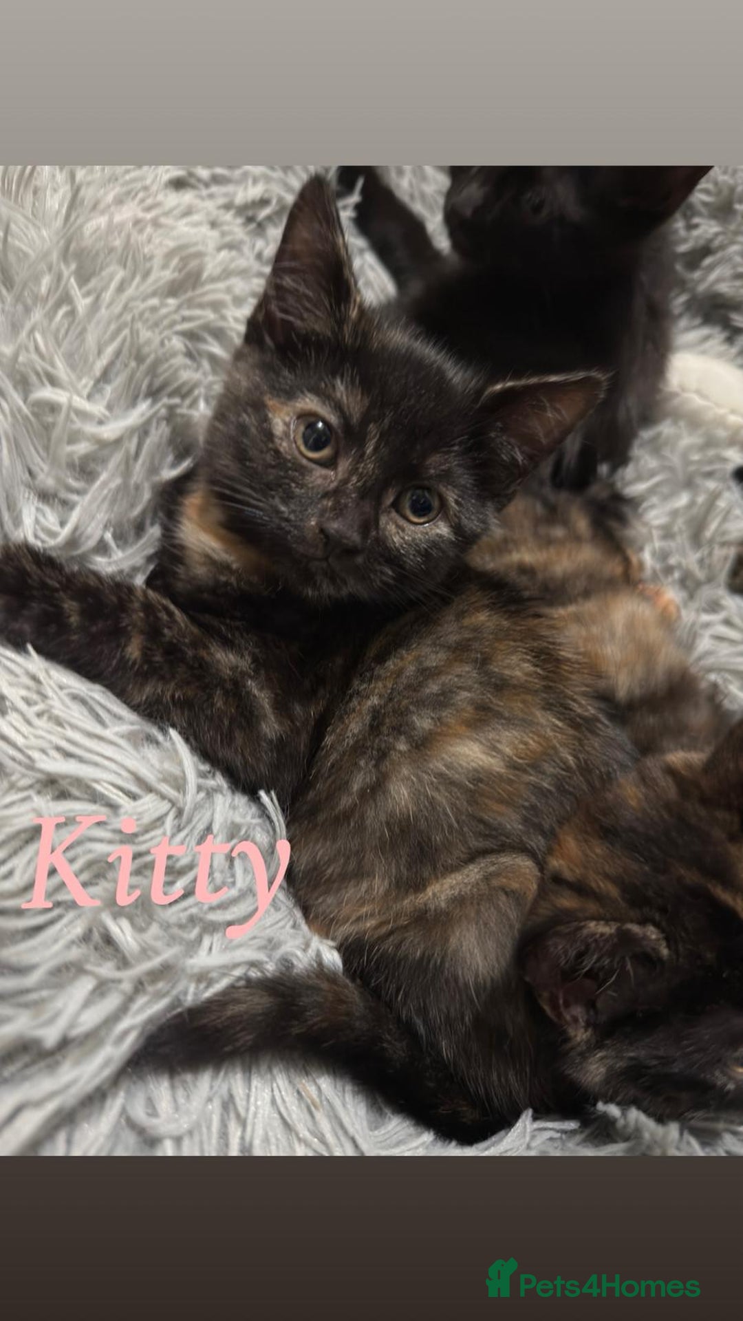 Domestic Shorthair cats for sale: 2 female kittens for adoption  - Image 3