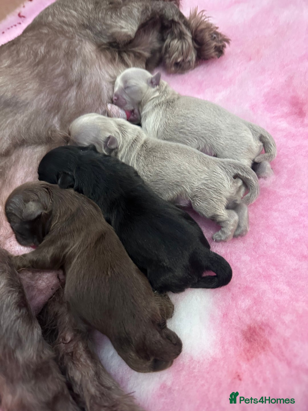 Shih Tzu dogs for sale: Exquisite Doll Faced Lilac Imperial Girl 🎀  - Image 4