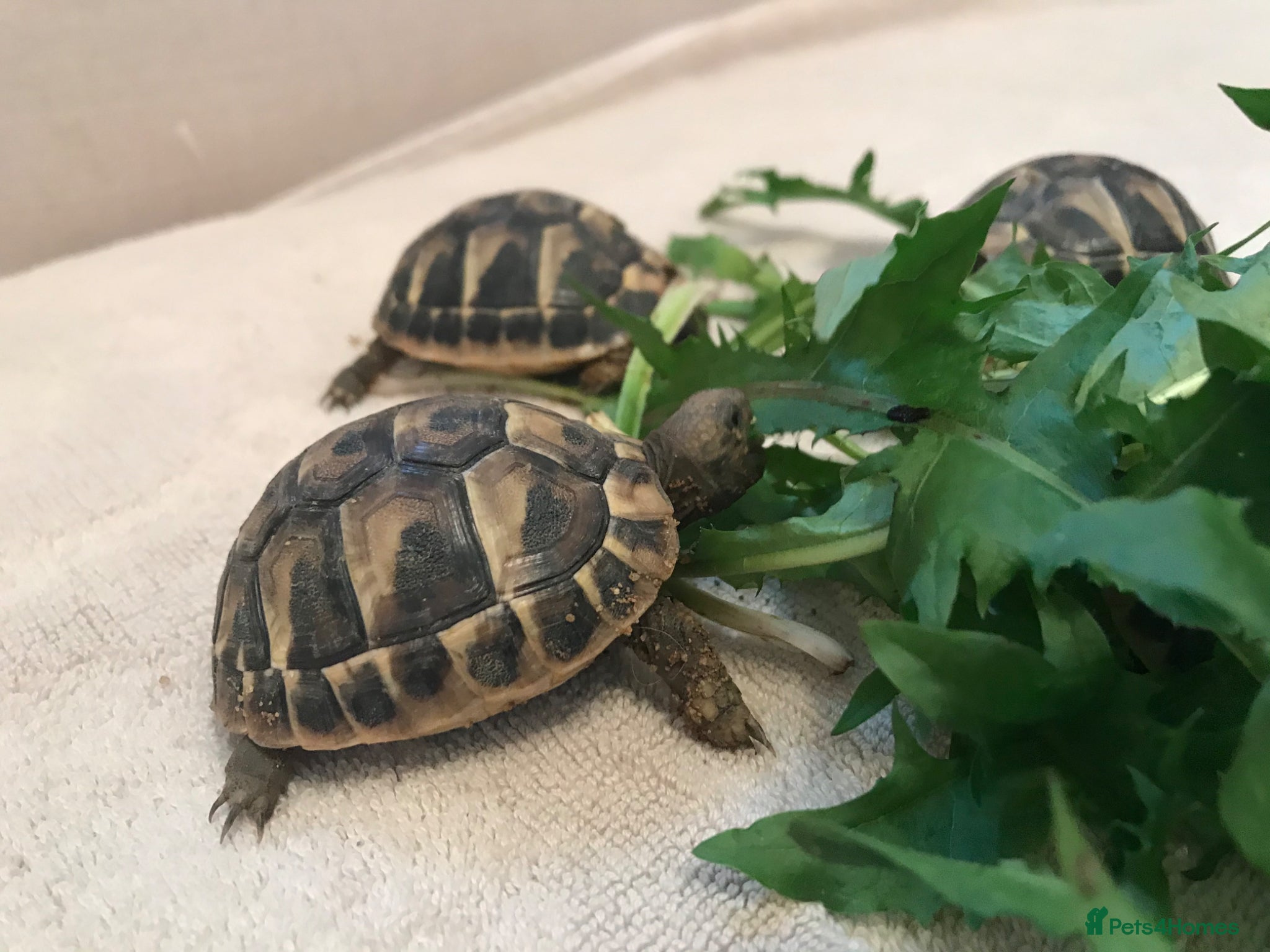 Hermann Tortoise reptiles Hermann Tortoises  - Advert 1