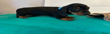 Dachshund Puppy 3