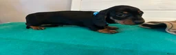 Dachshund dogs for sale: Mini Smooth Black and Tan Dachshund Puppies in Lincoln - Advert 2