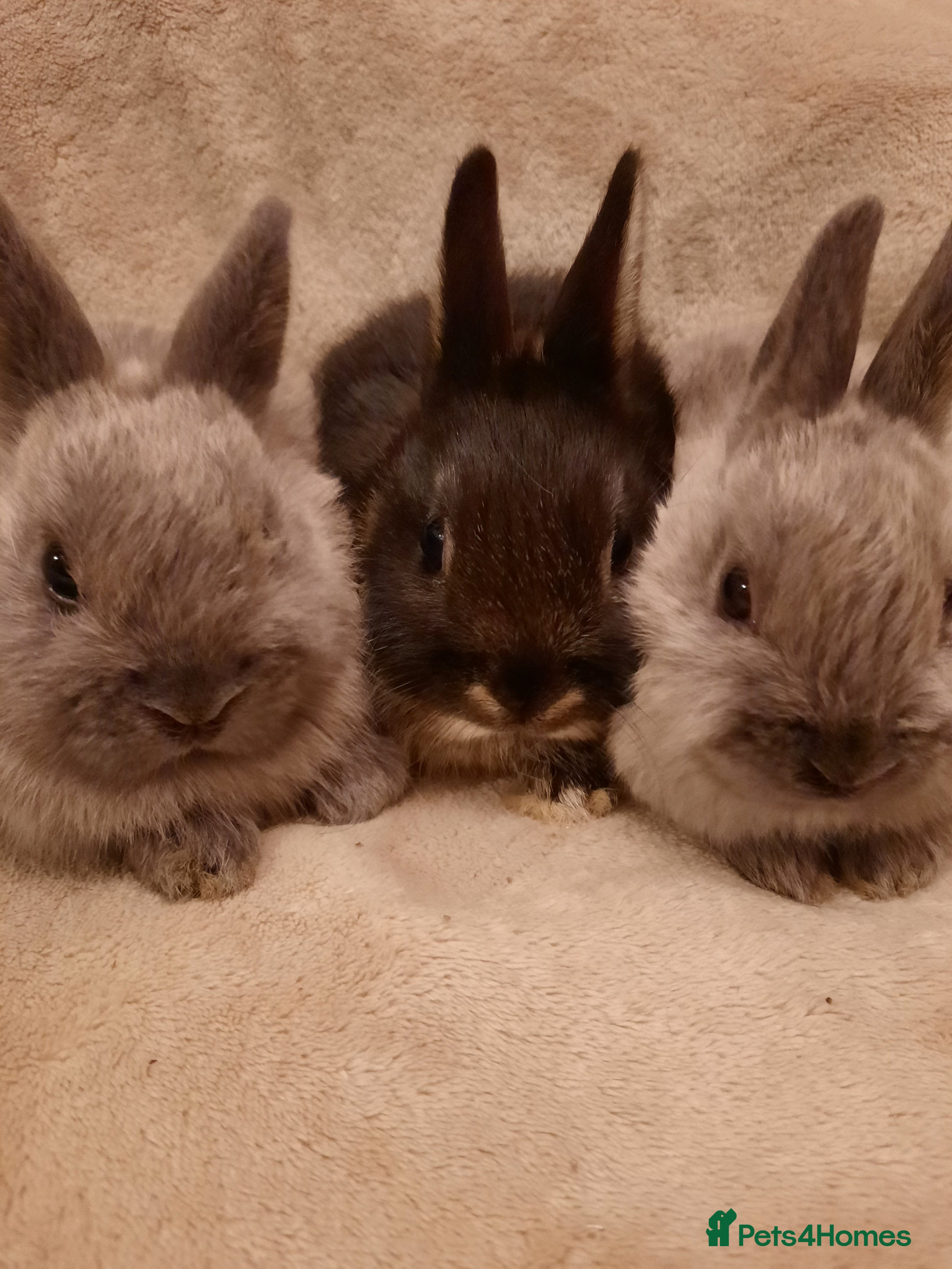 Netherland Dwarf rabbits Five Litters Of Netherland Dwarf Babies - Advert 10