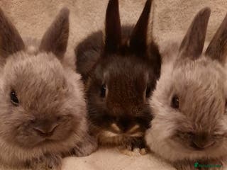 Netherland Dwarf rabbits Five Litters Of Netherland Dwarf Babies - Advert 2