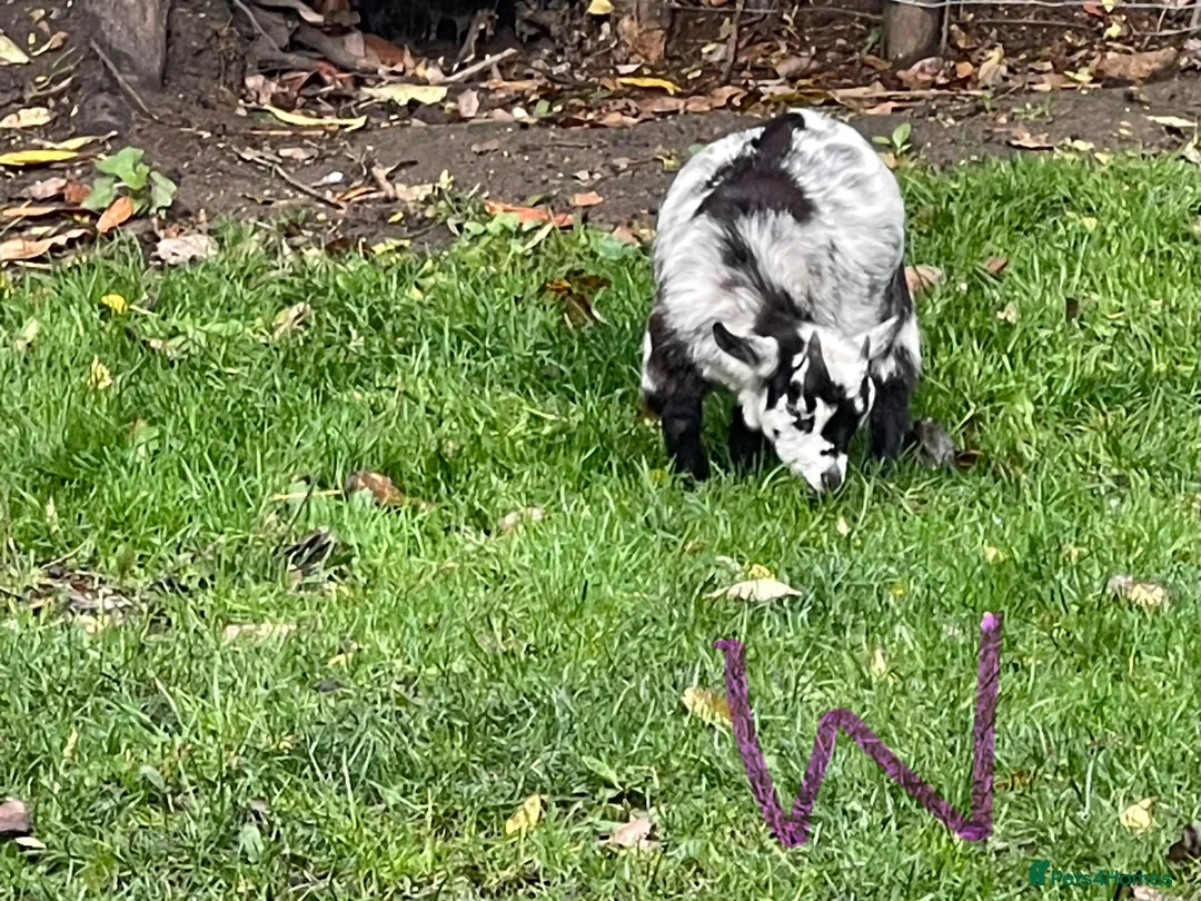 Goats livestock for sale: Pygmy goats - Advert 2