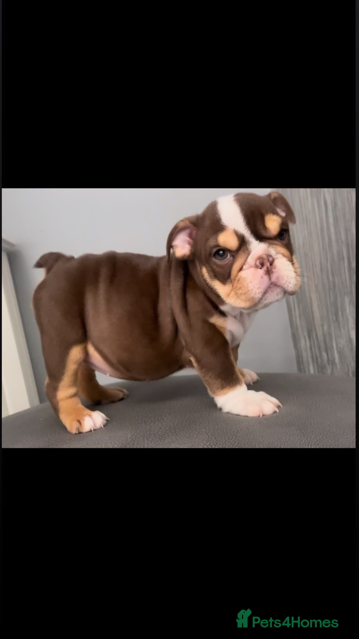 English Bulldog dogs English bulldog puppies  - Advert 1