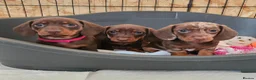 Miniature Dachshund dogs for sale: Adorable Miniature Dachshund Puppy - Chocolate  in London - Advert 8