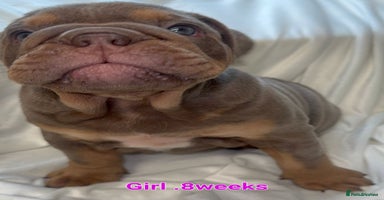 English Bulldog dogs - Advert 4