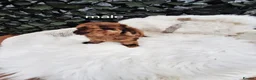 Toy Poodle dogs for sale: SUPERB TINY TOY POODLES - Advert 6